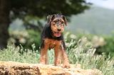 AIREDALE TERRIER 319